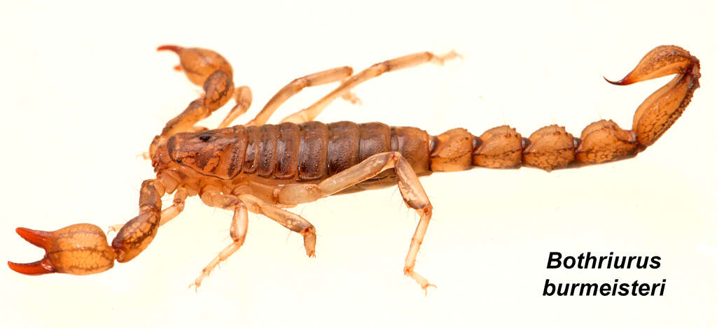 Image of Bothriurus burmeisteri Kraepelin 1894