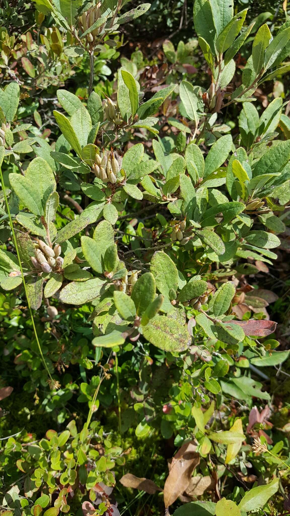 Слика од Rhododendron canadense (L.) Britton, Stern & Pogg.