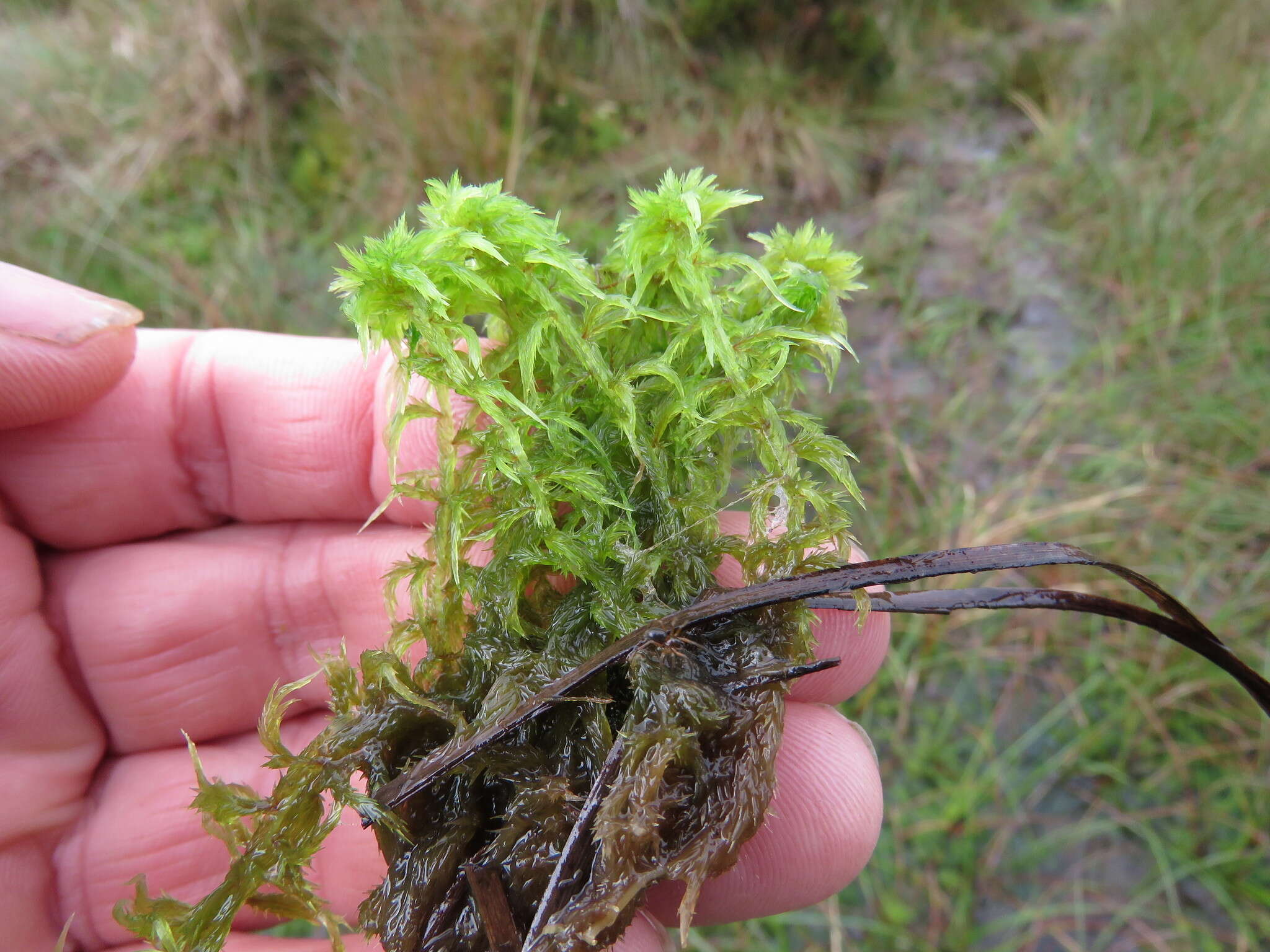 Image of toothed sphagnum