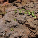 Image de Asplenium trichomanes subsp. densum (Brack.) W. H. Wagner