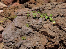 Image of dense spleenwort