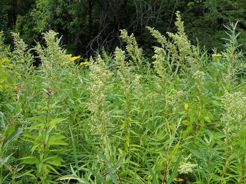 Image of sawtooth wormwood