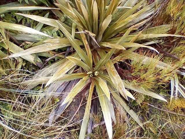 Plancia ëd Celmisia coriacea (Forst. fil.) Hook. fil.