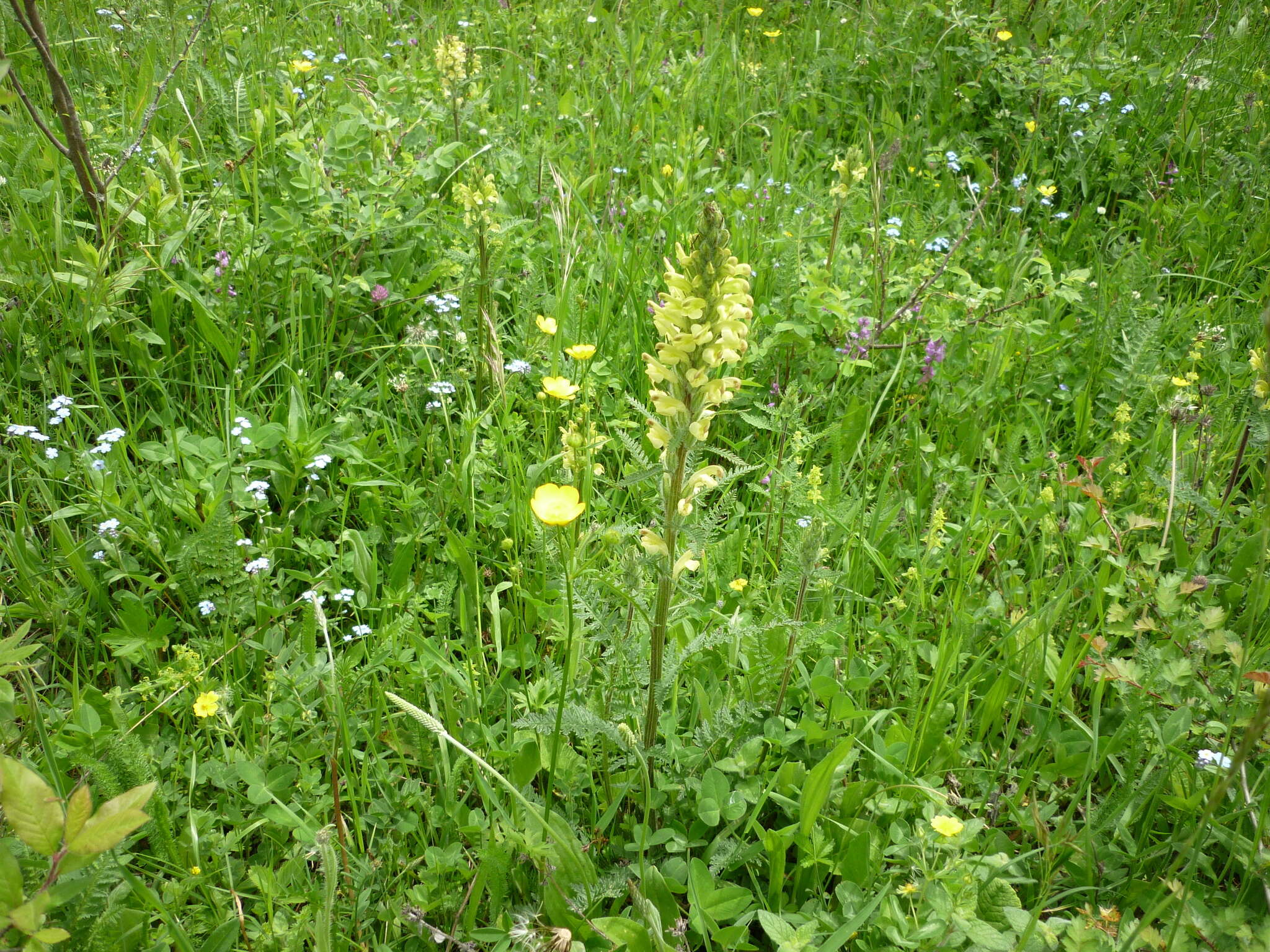 Image of Pedicularis sibthorpii Boiss.