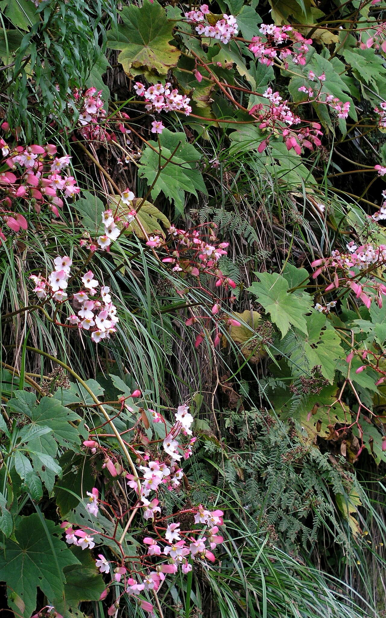 Слика од Begonia acerifolia Kunth