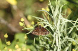 Image of Erynnis pacuvius lilius Dyar 1904