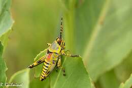 Image of Elegant Grasshopper