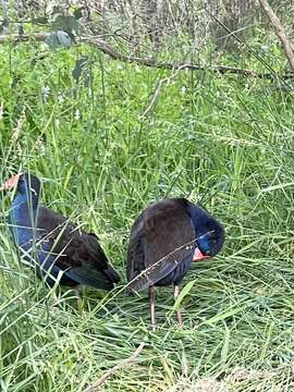 Image of Australasian Swamphen