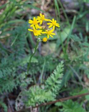 Image of Packera millefolia (T. & G.) W. A. Weber & Á. Löve