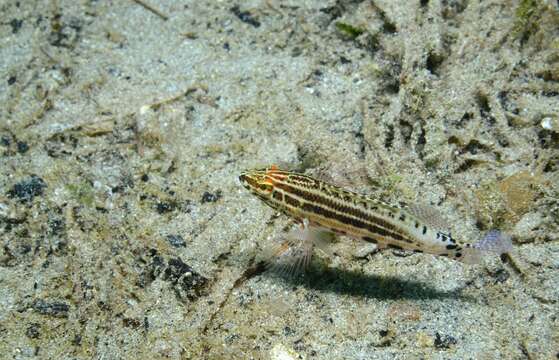 Image of Baldwin's Serranid