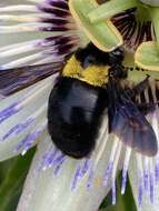 Image of Xylocopa flavicollis (De Geer 1778)