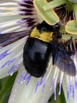 Plancia ëd Xylocopa flavicollis (De Geer 1778)