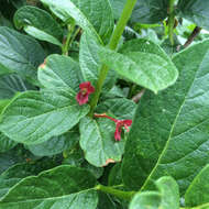 Image of twinberry honeysuckle