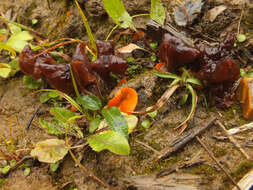 Image de Gyromitra infula (Schaeff.) Quél. 1886