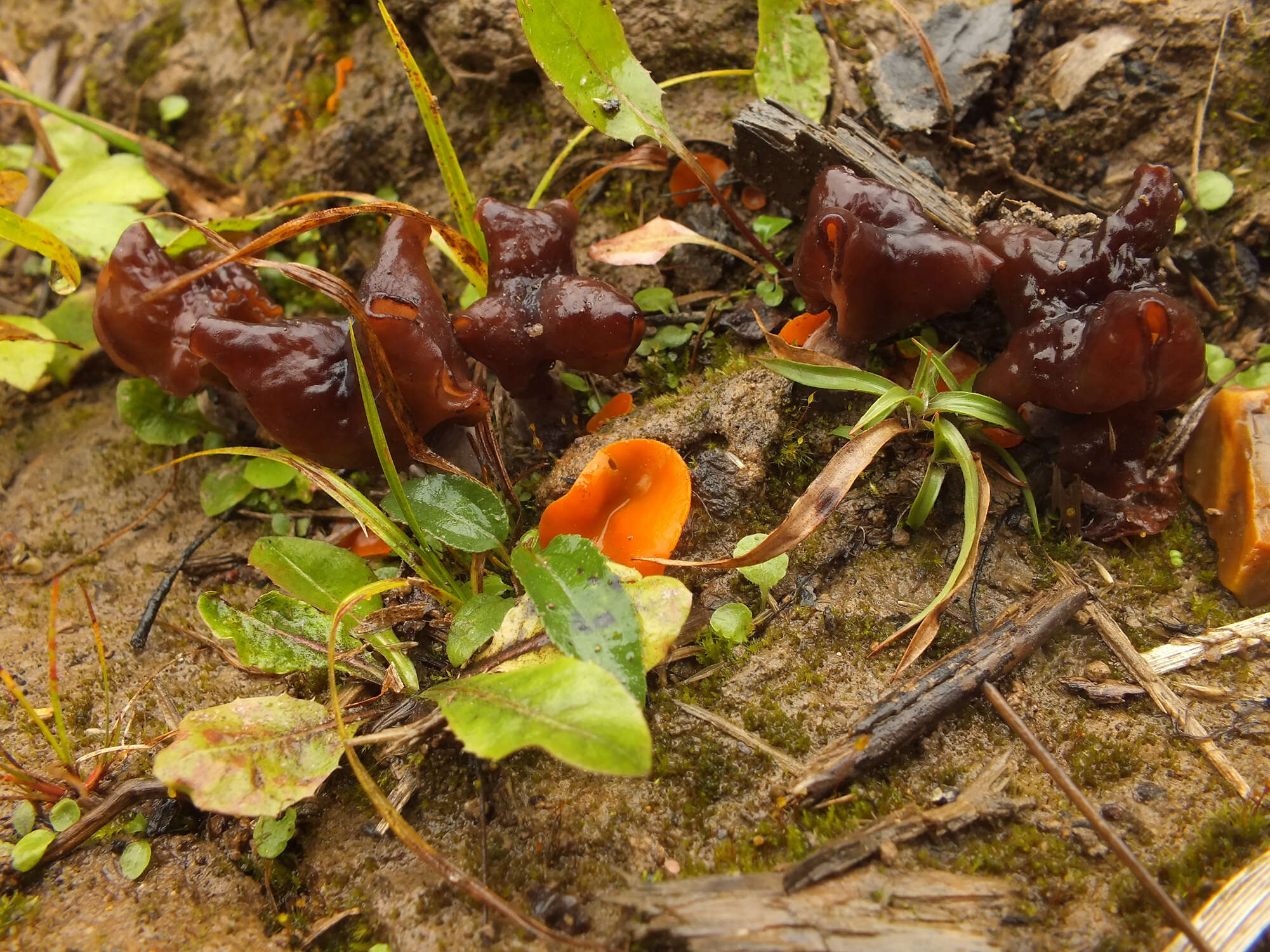 Image de Gyromitra infula (Schaeff.) Quél. 1886