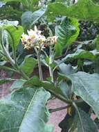 Image of Solanum oblongifolium Humb. & Bonpl. ex Dun.