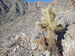 صورة Cylindropuntia bigelovii var. bigelovii