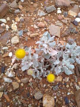 Imagem de Anemocarpa podolepidium (F. Müll.) P. G. Wilson