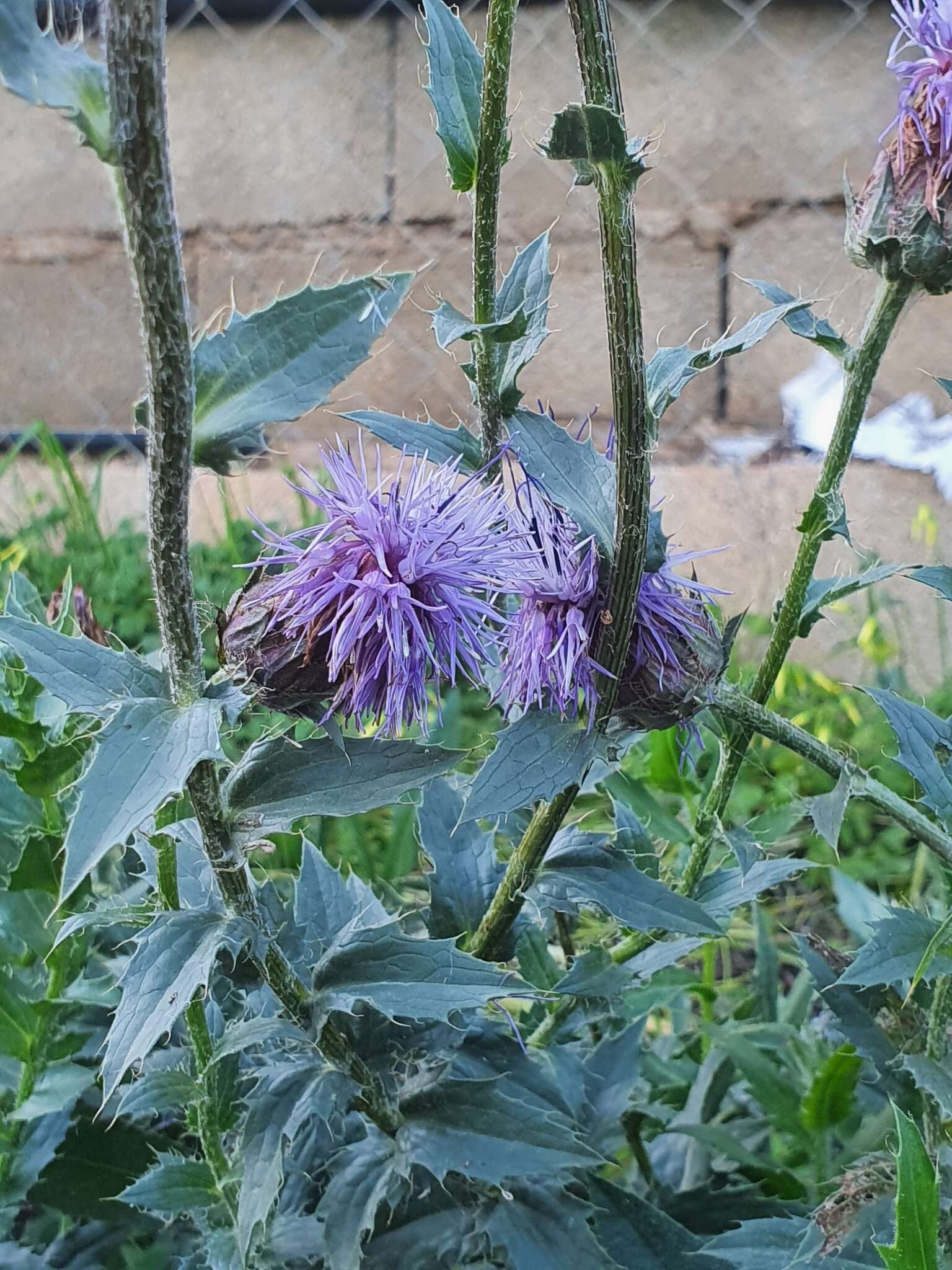 Carduncellus caeruleus (L.) C. Presl的圖片