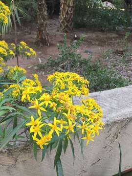 Image of Lemmon's ragwort