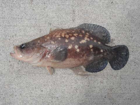 Image of Mottled soapfish