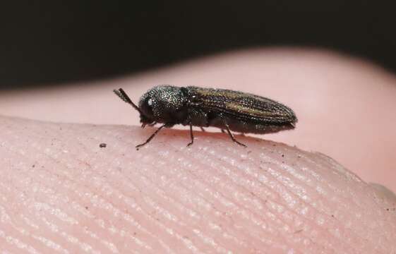 Image of Acmaeodera quadrivittata Horn 1870