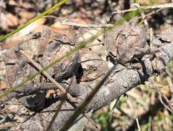 Image of Hakea vittata R. Br.