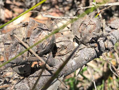 Imagem de Hakea vittata R. Br.