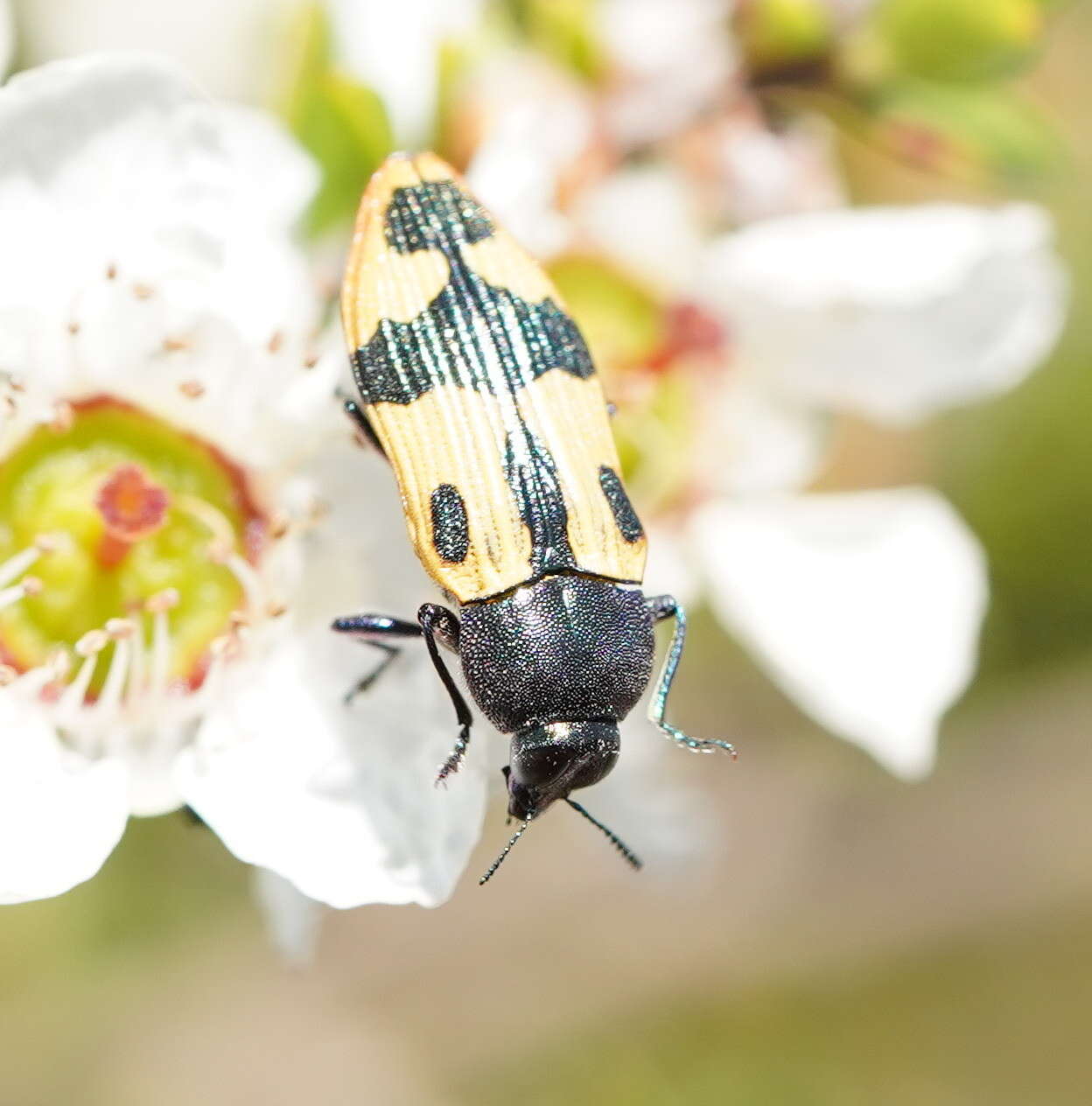 Image of Castiarina interstitialis (Carter 1931)