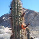 Imagem de Weberbauerocereus weberbaueri (K. Schum.) Backeb.