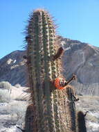 Weberbauerocereus weberbaueri (K. Schum.) Backeb.的圖片