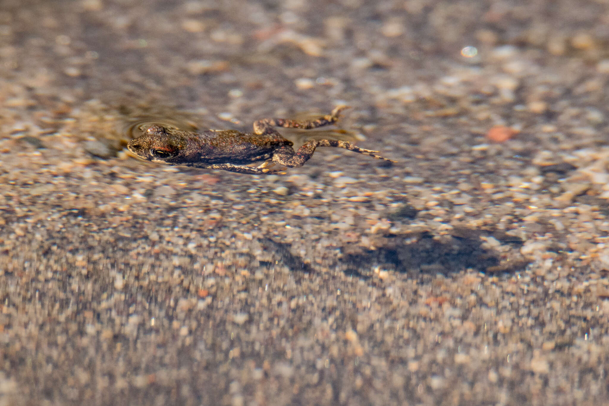 Sivun Rhinella arunco (Molina 1782) kuva