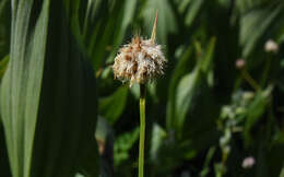 Plancia ëd Calliscirpus brachythrix C. N. Gilmour, J. R. Starr & Naczi