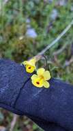 Image of Cut-Leaf Monkey-Flower