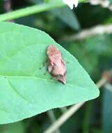 Image of Diamondback Spittlebug