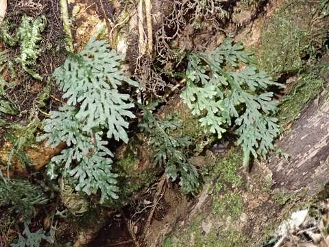 Image de Hymenophyllum caudiculatum var. productum (C. Presl) C. Chr.