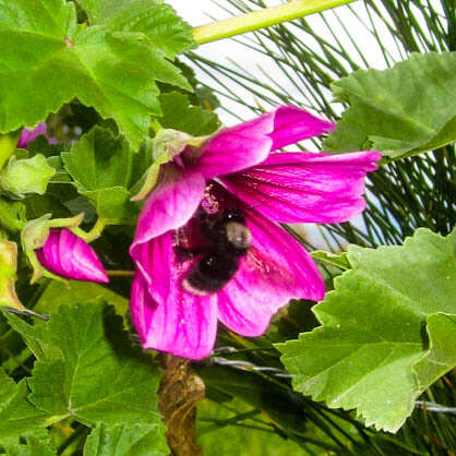 Image of Bombus funebris Smith 1854