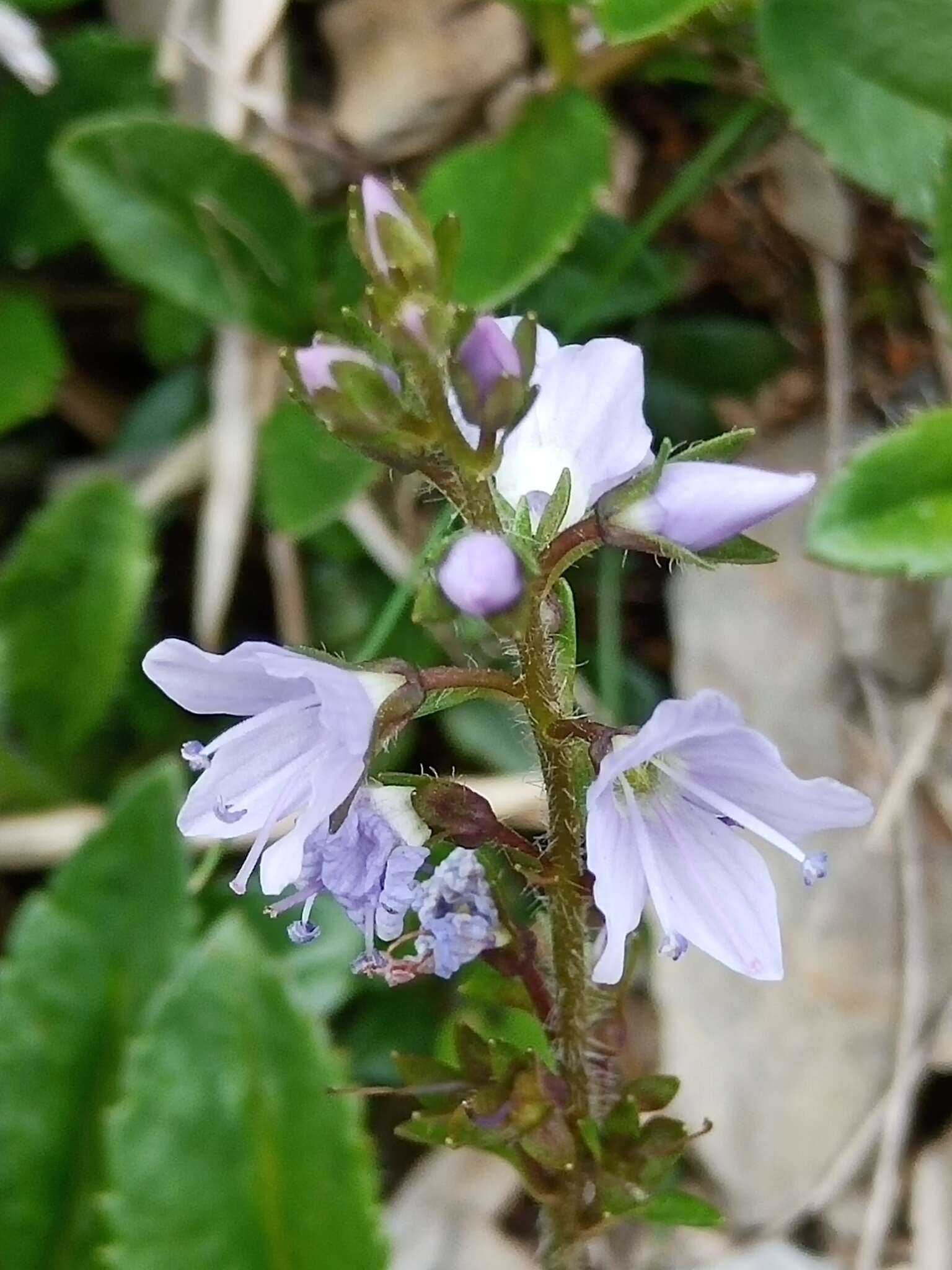 Imagem de Veronica morrisonicola Hayata