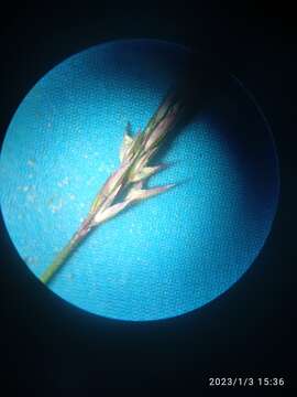 Image of Agrostis muelleriana Vickery