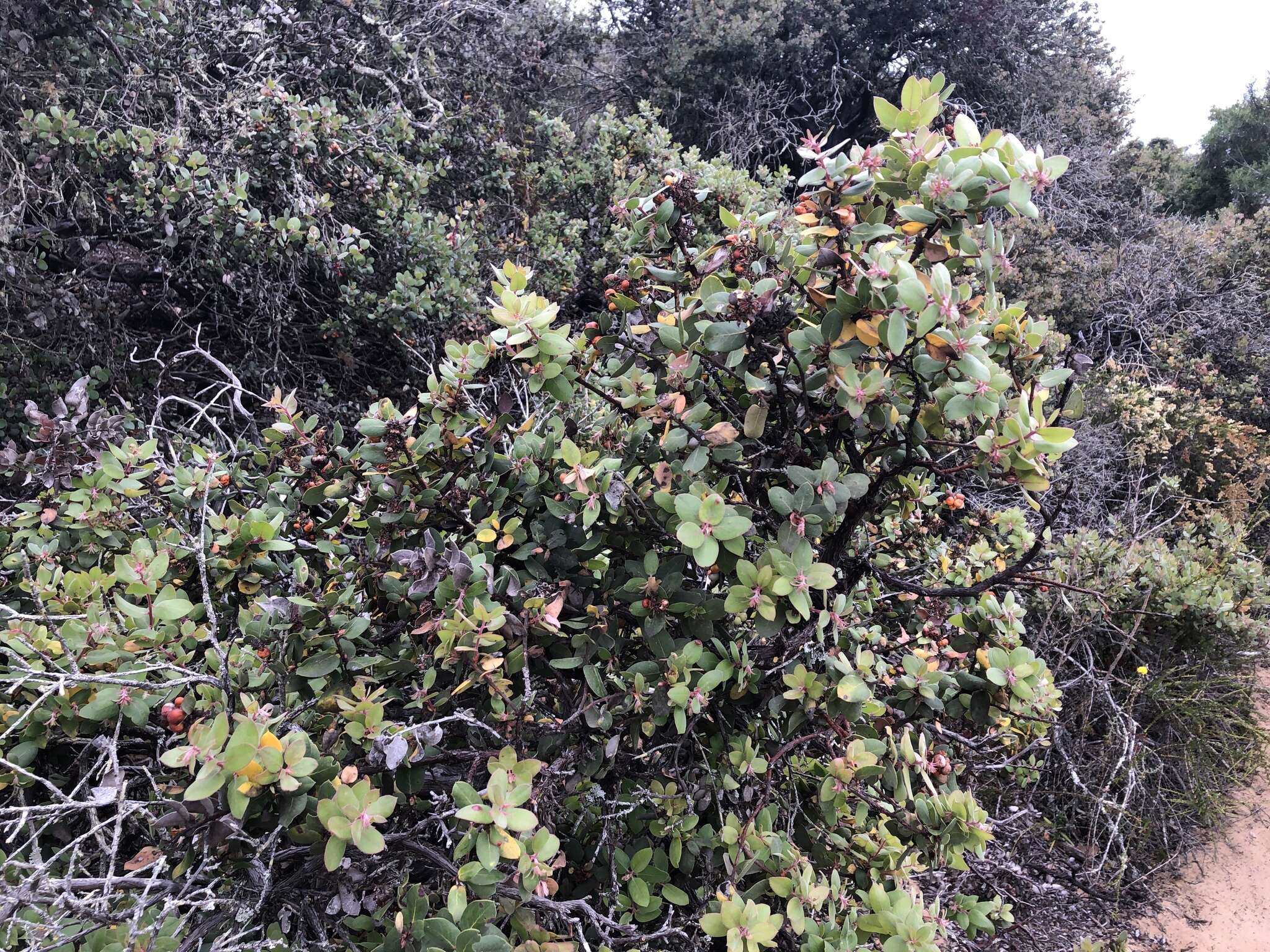 Plancia ëd Arctostaphylos morroensis Wiesl. & Schreiber