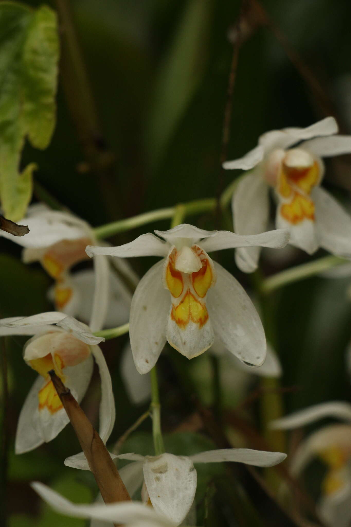 Image of Coelogyne nitida (Wall. ex D. Don) Lindl.