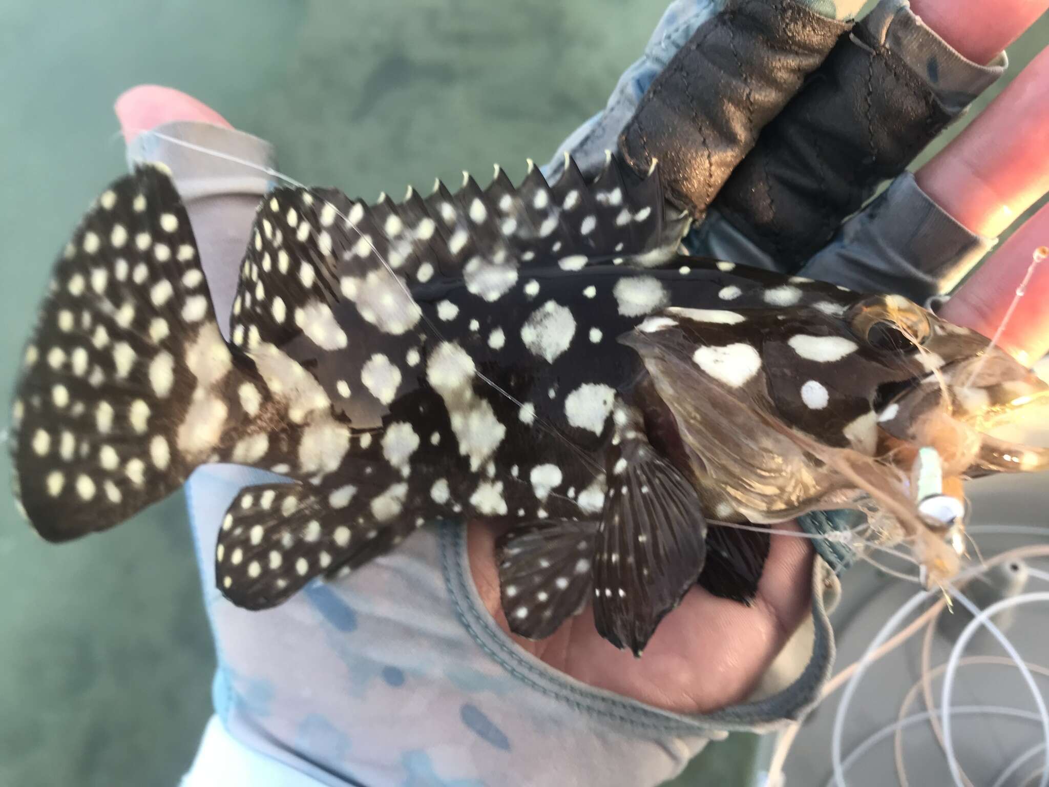 Image of Edgeblack Grouper