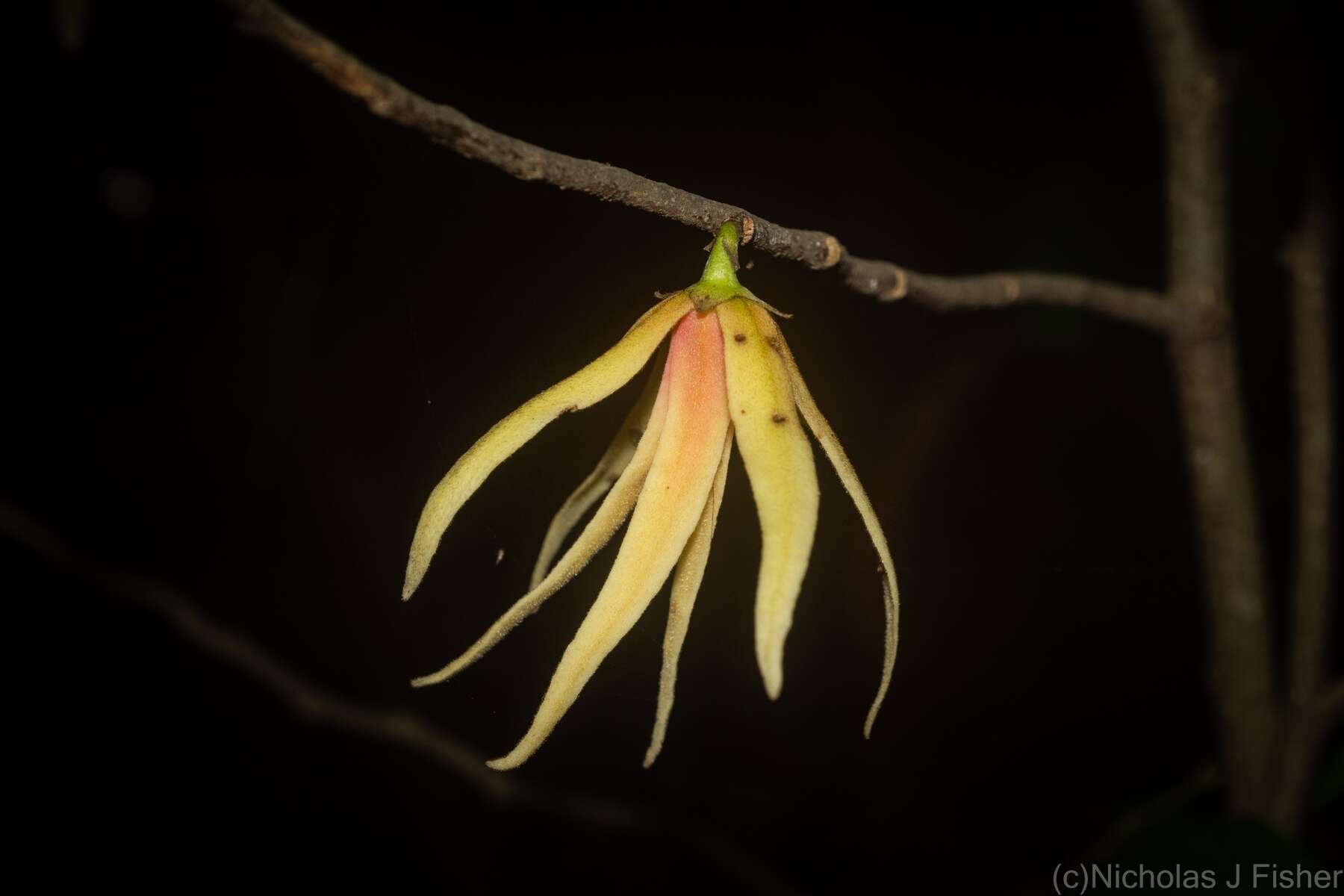 Meiogyne stenopetala (F. Muell.) Heusden resmi