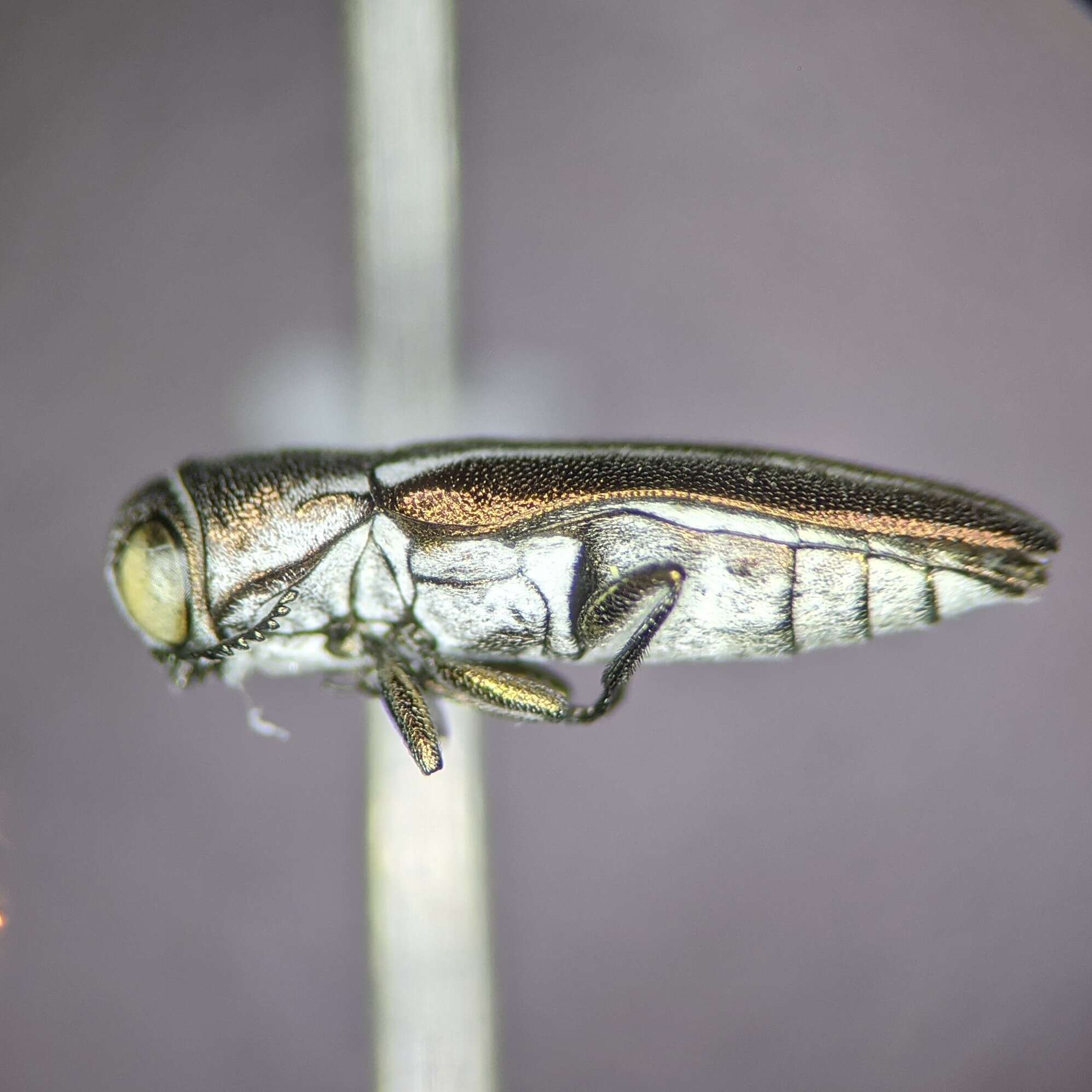 Image of Agrilus felix Horn 1891