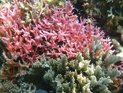 Image of Thin Birdsnest Coral