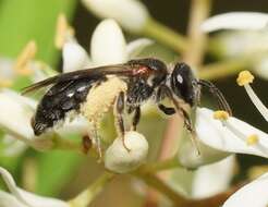 Lasioglossum plorator (Cockerell 1910)的圖片