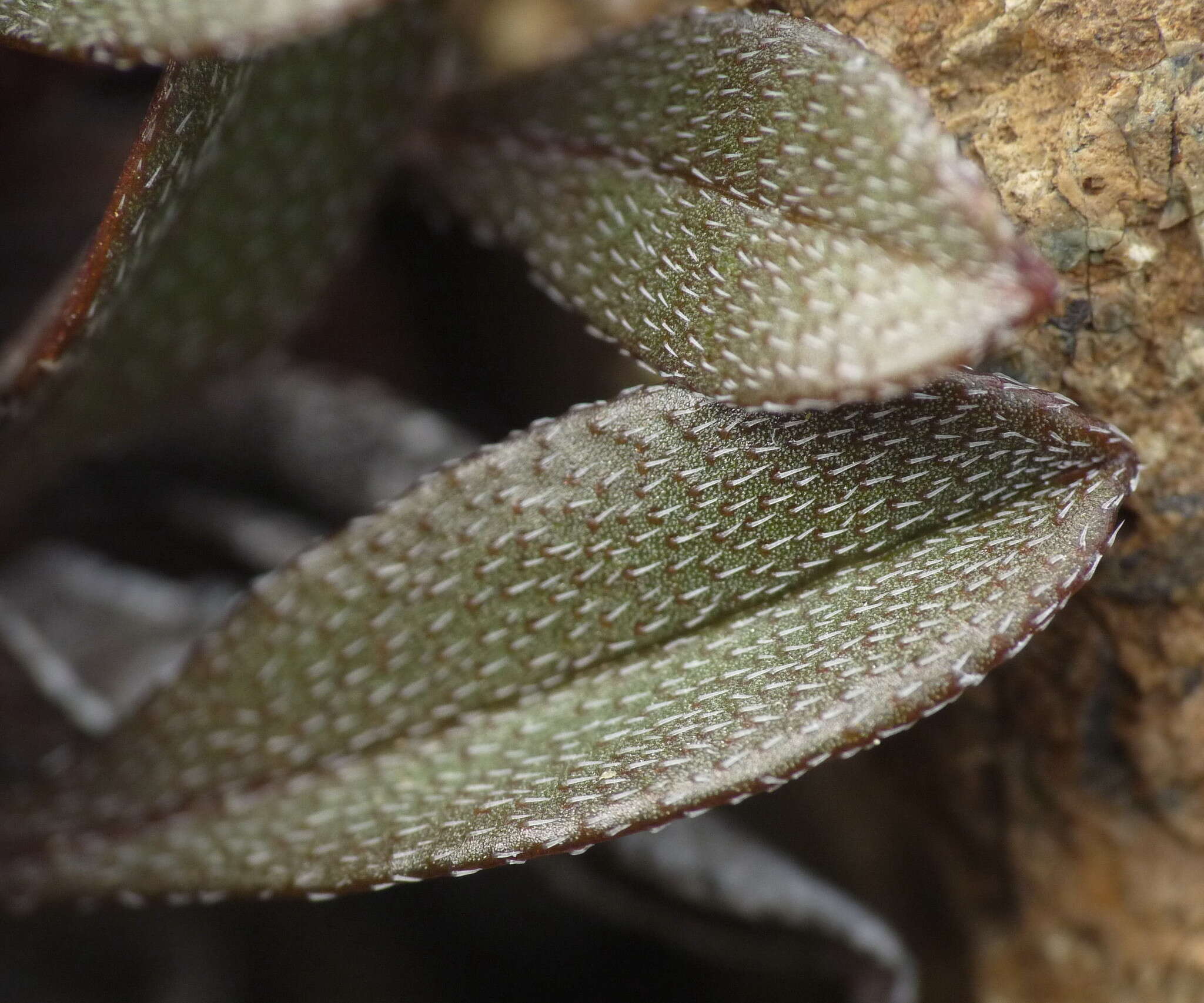 Image of Myosotis monroi Cheeseman