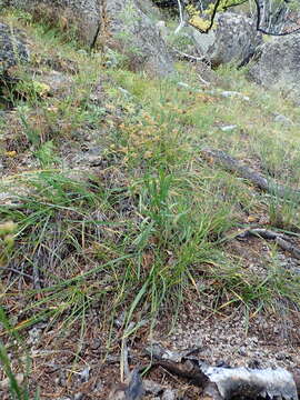 Bupleurum krylovianum Schischk. ex G. V. Krylov resmi