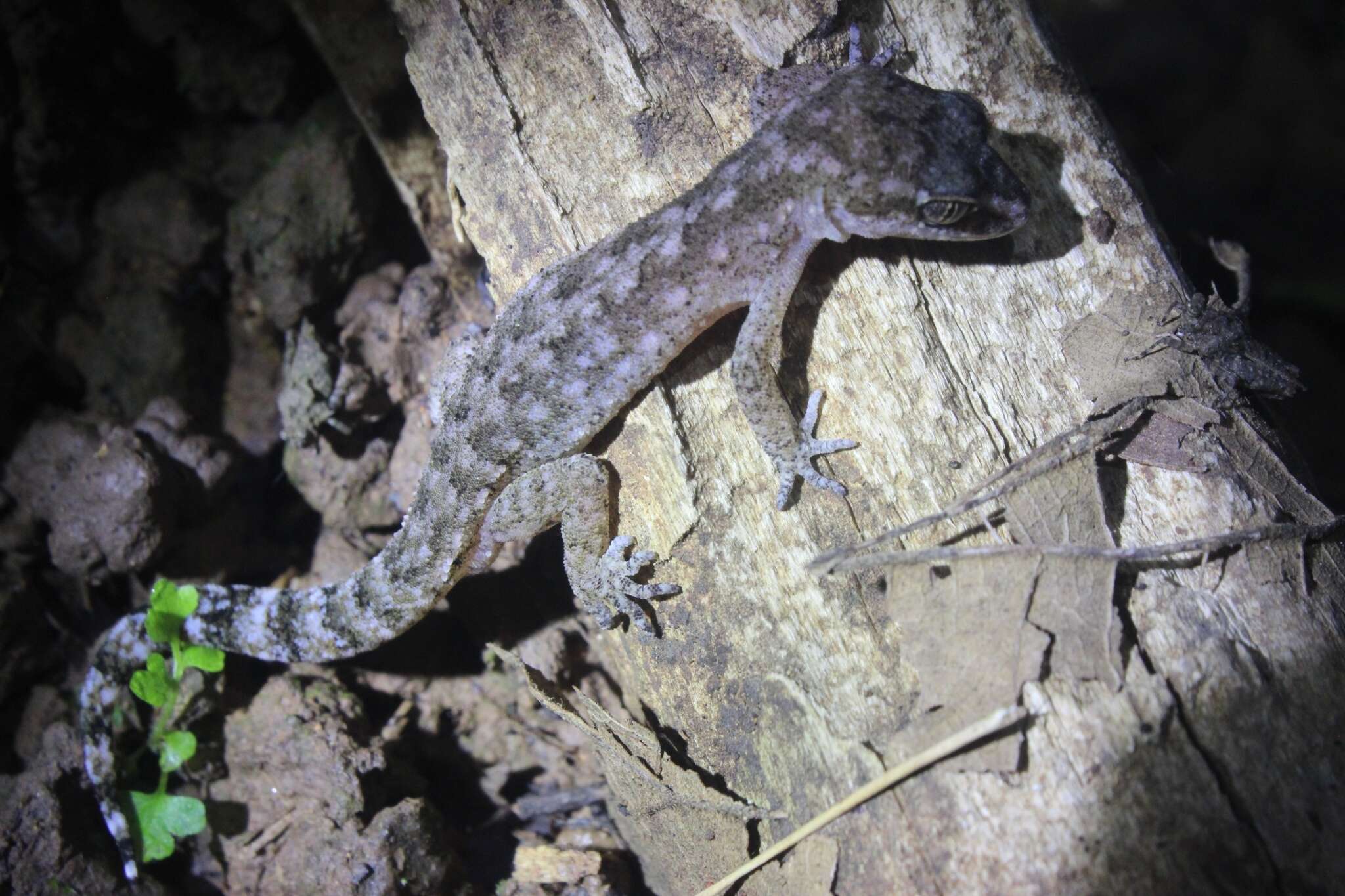 Image of Cyrtodactylus semiadii Riyanto, Bauer & Yudha 2014