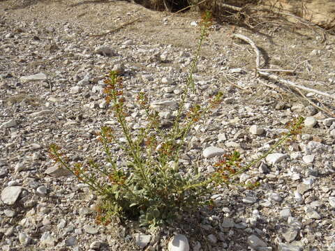 Image of Cleome arabica L.